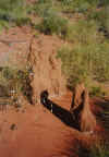 Termite mounds on side of Tanami Track.JPG (249590 bytes)